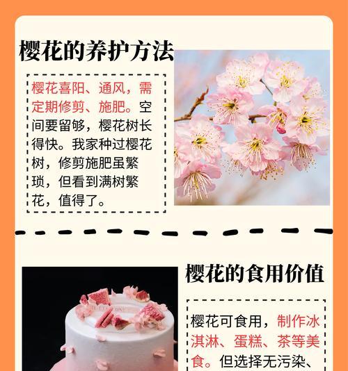 四瓣樱花有何特殊含义？它的花语是什么？