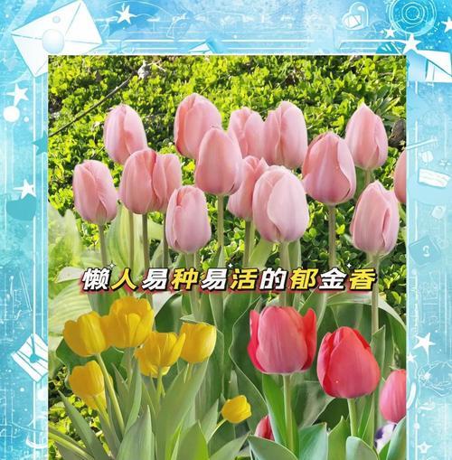 郁金香的花语有哪些？送郁金香代表什么意义？