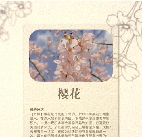 阳光下的微笑小青年花语是什么？这种花语如何体现青春活力？
