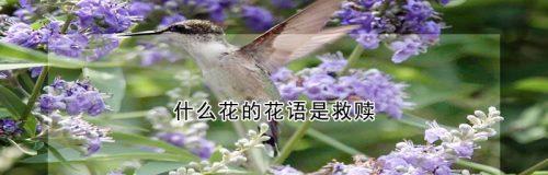 哪种花的花语代表“暗”？寻找代表暗的花语。