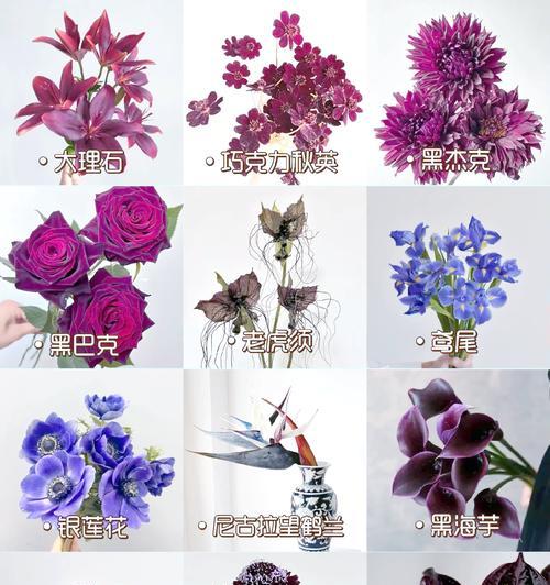 哪种花的花语代表“暗”？寻找代表暗的花语。