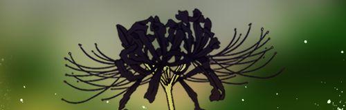 哪种花的花语代表“暗”？寻找代表暗的花语。
