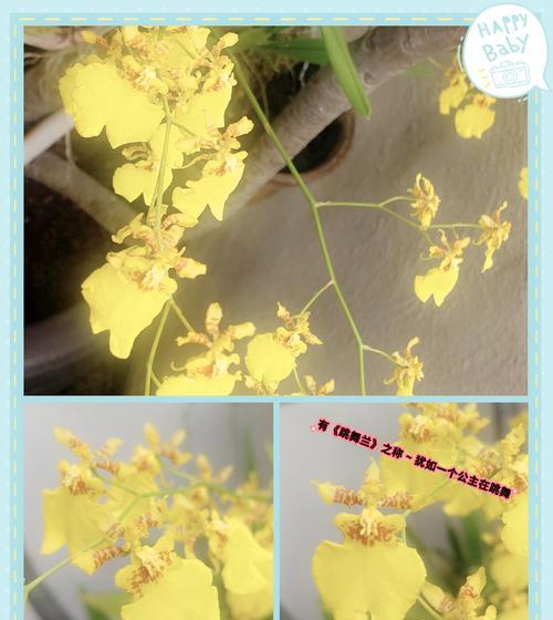 天香兰的花语代表了什么？