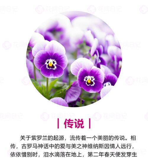 紫罗兰花的经典花语有哪些？