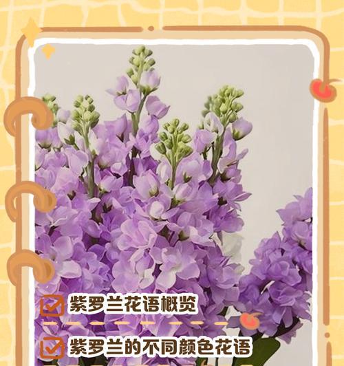 紫罗兰花的经典花语有哪些？