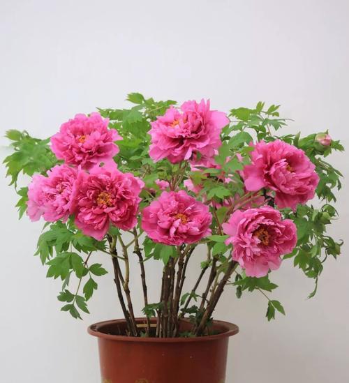 花语花香的解释与生肖有何关联？哪种生肖最喜欢花语？