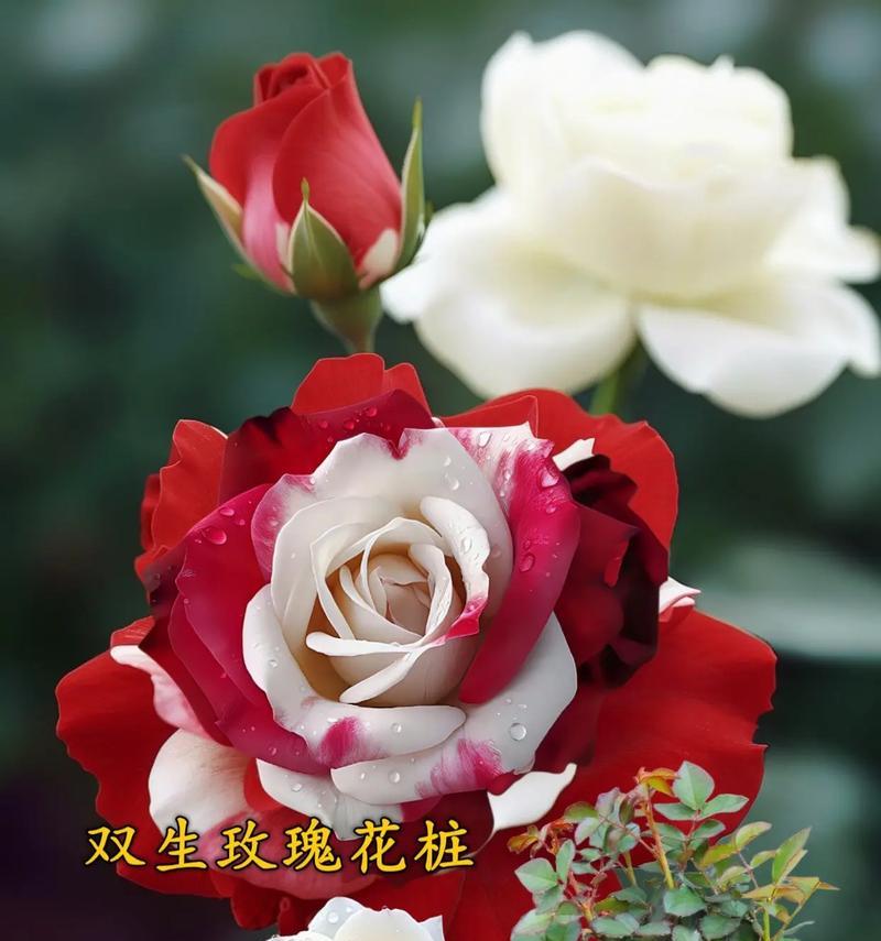 孩子可以送什么玫瑰花给他？哪种玫瑰最适合孩子？