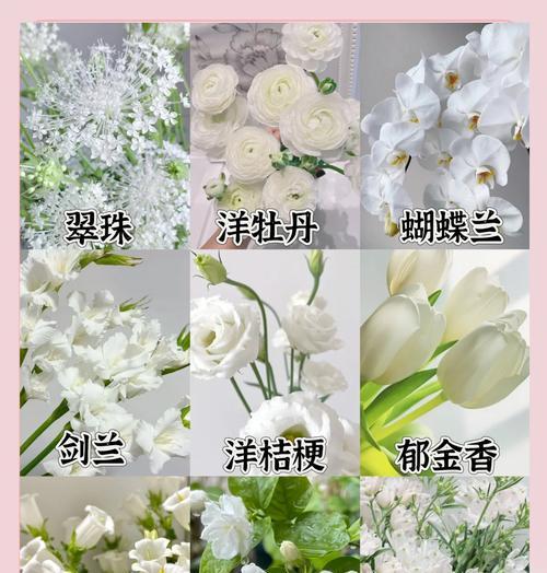十朵白玫瑰代表什么？花语是什么？