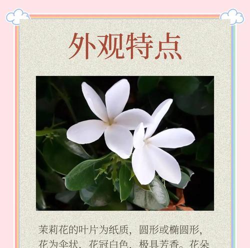 茉莉花衣服的花语是什么？它象征着什么？