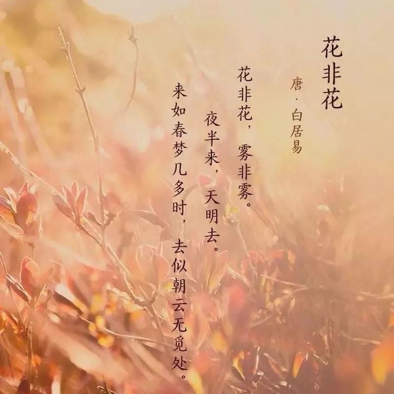 无法相见的花语是什么意思？它象征着什么？