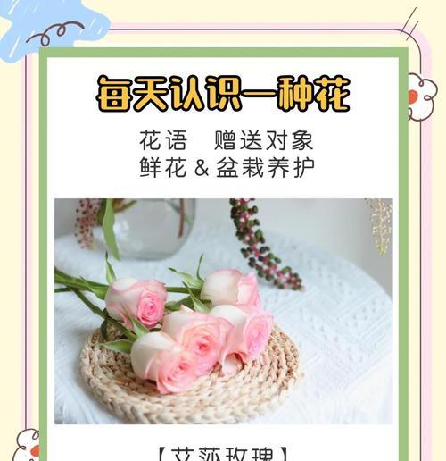 玫瑰的花期是什么时候？花语有何特别之处？