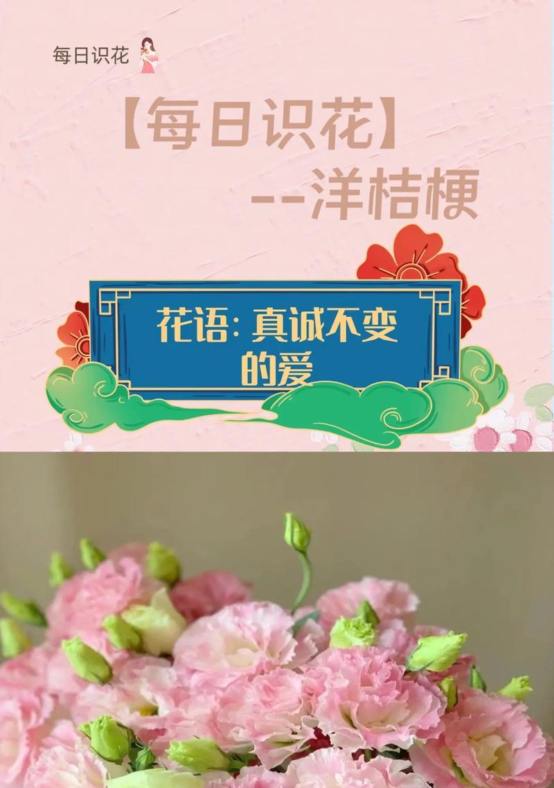 玫瑰的花期是什么时候？花语有何特别之处？