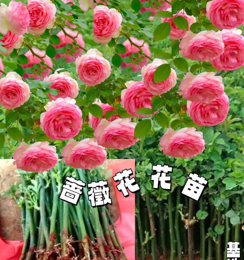 蔷薇花有哪两种花语？它们各自代表什么含义？