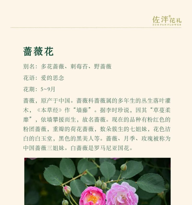 蔷薇花有哪两种花语？它们各自代表什么含义？