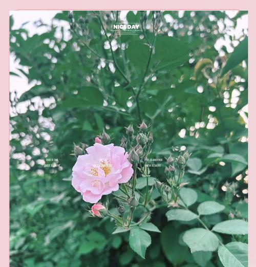 蔷薇花有哪两种花语？它们各自代表什么含义？