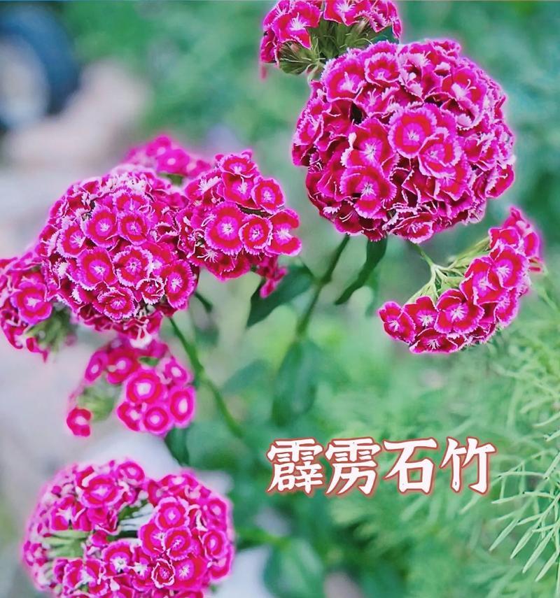 流星花的寓意及花语是什么？流星花有何含义？