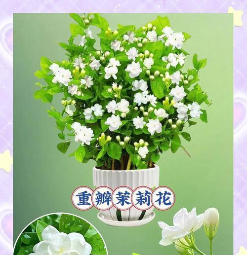 鲜花使者花语代表什么？花语有哪些？