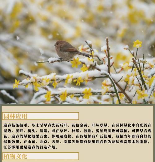 鲜花使者花语代表什么？花语有哪些？
