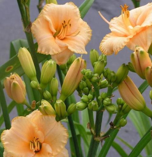哪种花代表母亲的花语？