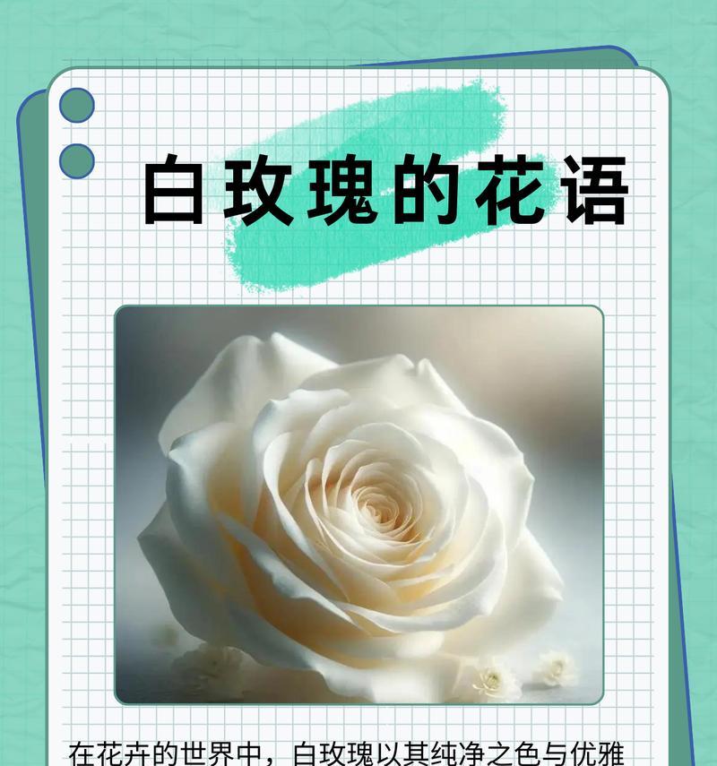 白玫瑰的花语隐含了哪些意义？