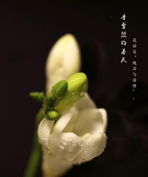 9月初四这一天的花语有何特别含义？