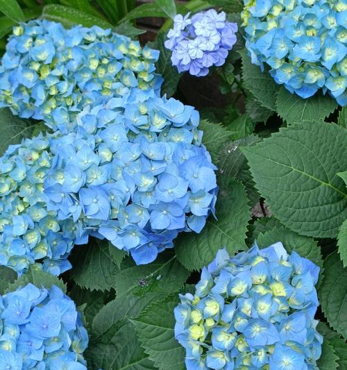 9月初四这一天的花语有何特别含义？
