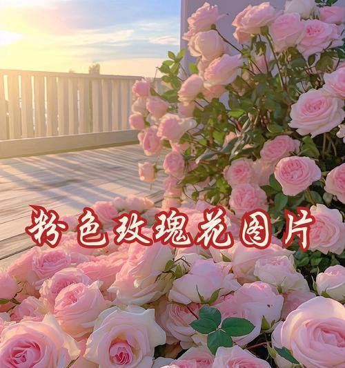 粉色玫瑰花在生日中的花语是什么？代表什么意义？
