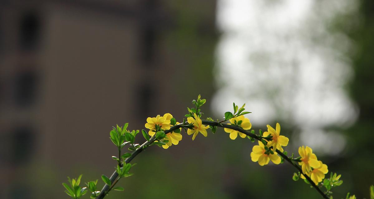 寒花代表什么意义的花语？它在冬季有何寓意？