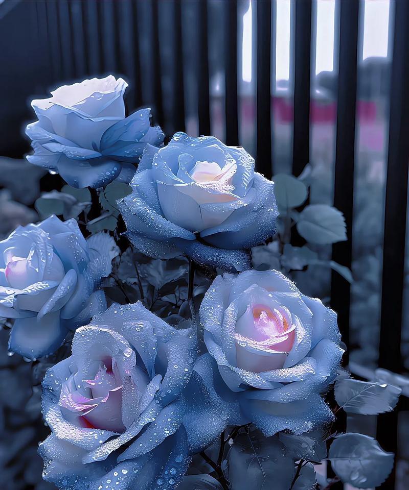 蓝色玫瑰花的花语有哪些含义？