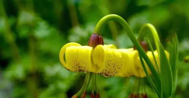 双子座绿色花的花语有何含义？