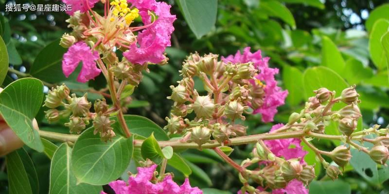 双子座绿色花的花语有何含义？