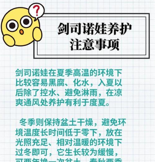 肉肉植物的花语含义是什么？有何特别之处？