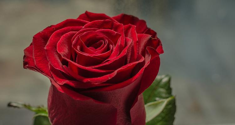 十一片玫瑰花传递的花语是什么？