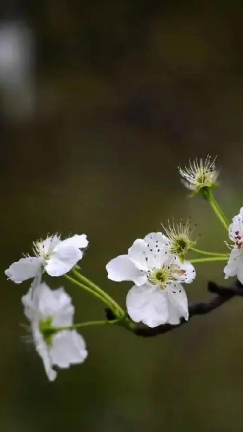 永不分手的花语有何寓意？