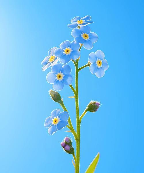 永不分手的花语有何寓意？