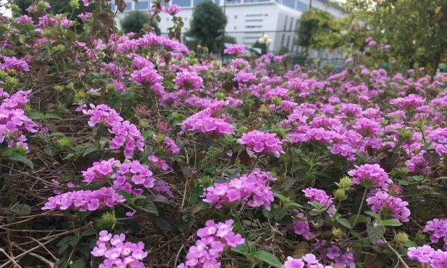 隐秘死角主角的花语有何深意？