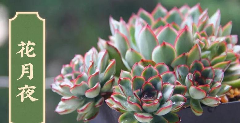 月夜海上花语有何特别含义？