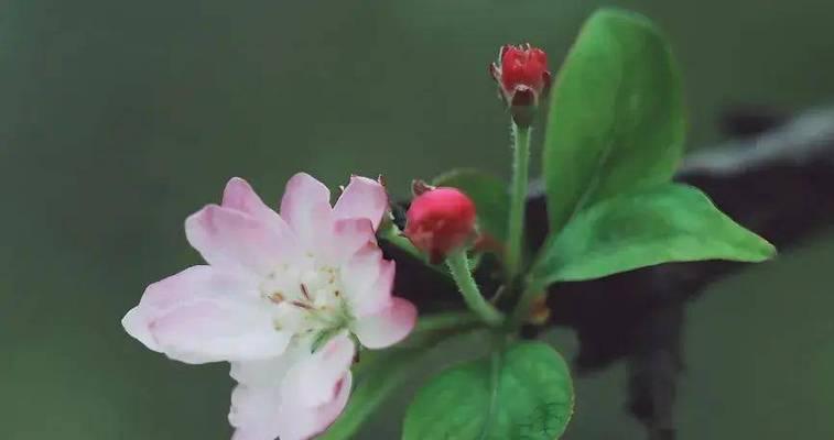 鳄鱼海棠的花语是什么？如何养护鳄鱼海棠？