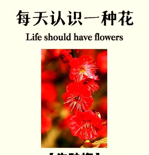 花语名字的由来是什么？花语背后的故事是什么？