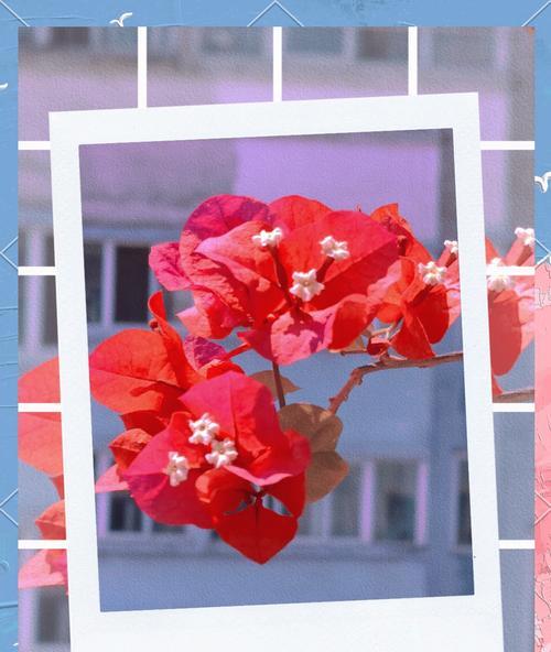 花语名字的由来是什么？花语背后的故事是什么？