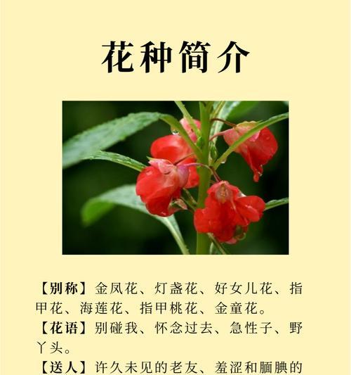 哪种花的花语用来赞美少女的美丽？