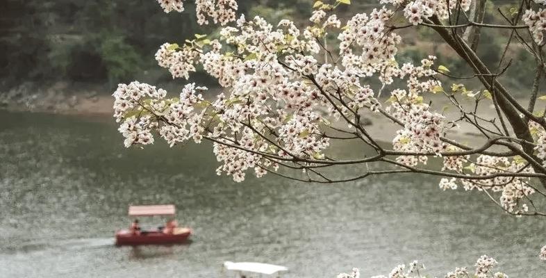 桐树的花语有哪些？它代表了哪些寓意？
