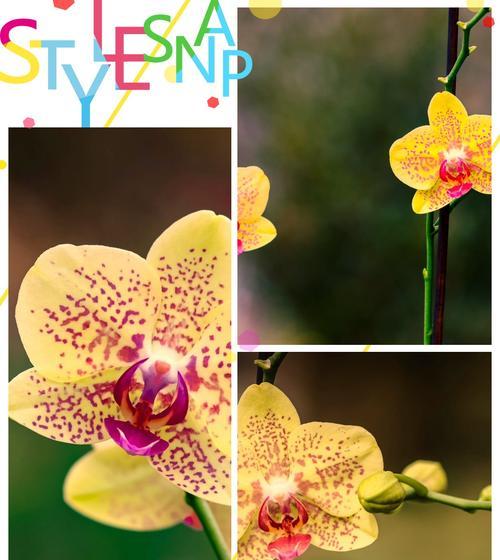 与蝴蝶在一起的花语代表什么？它传达了哪些情感？