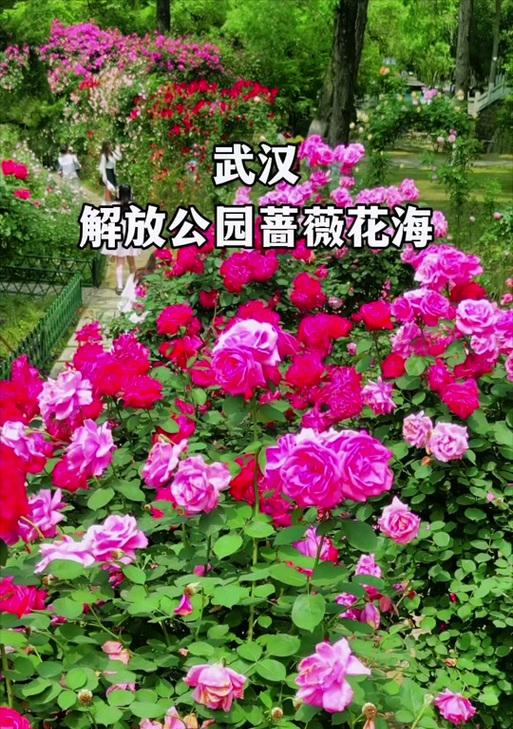 花语淡然的短故事是什么？代表什么？