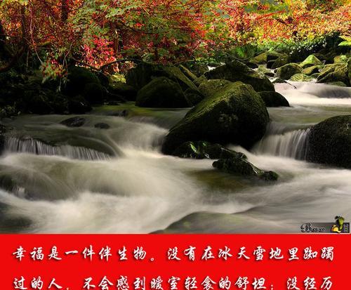 花语淡然的短故事是什么？代表什么？