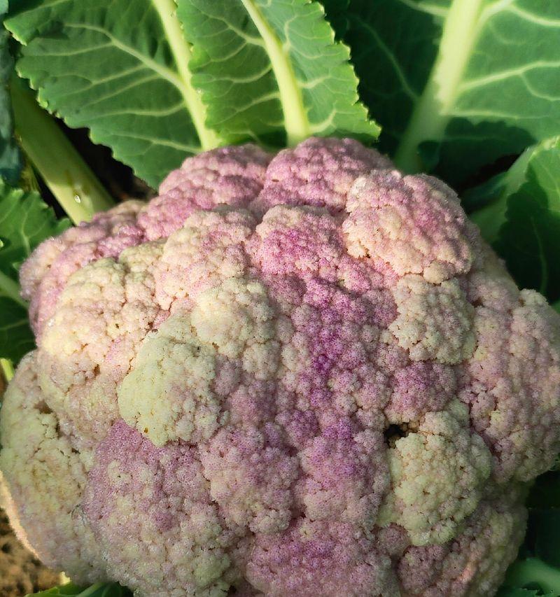 生椰菜的花语代表了什么？