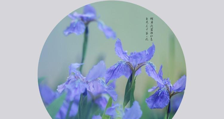 蓝色代表什么意思花语？蓝色在花语中通常象征着什么？