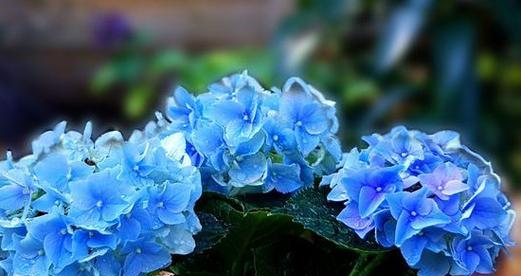 蓝色代表什么意思花语？蓝色在花语中通常象征着什么？