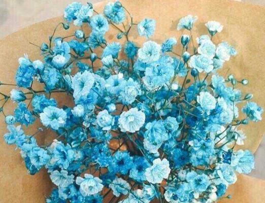 浪花的花语和寓意是什么？它代表了怎样的情感？