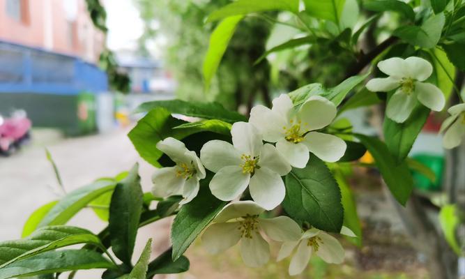 海棠花的颜色和花语有何特别之处？